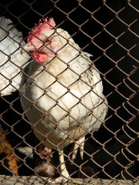 纳赛尔的调 纳赛尔的调